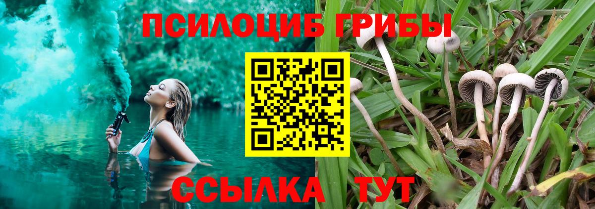 Галлюциногенные грибы Psilocybe Выборг